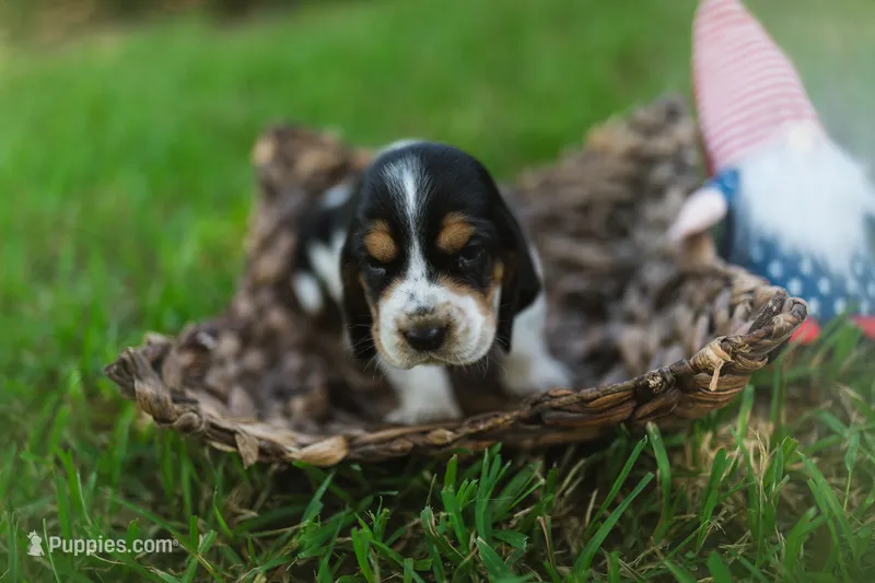 Hilly (Hillshire) – Basset Hound puppy on hold in Sicily Island, LA