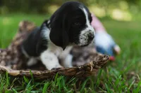 Jimmy Dean, a male Basset Hound for sale in Sicily Island, LA – 2 of 9