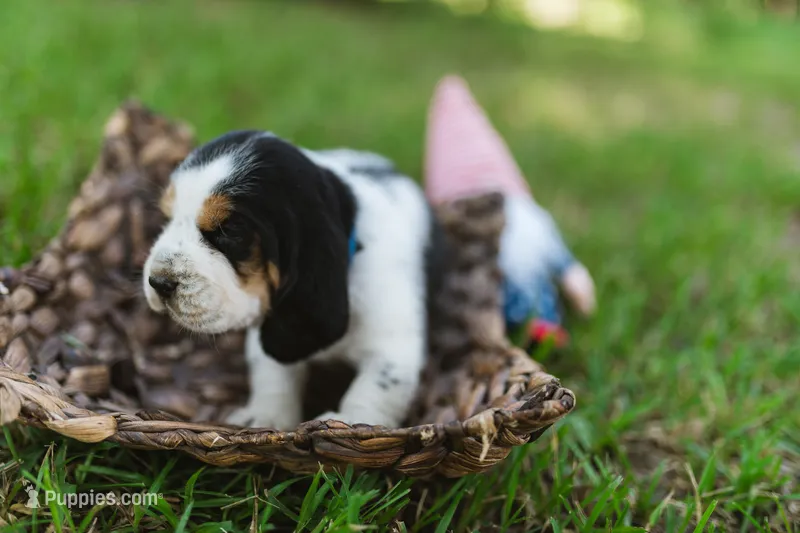 Earl Campbell – Basset Hound puppy on hold in Sicily Island, LA