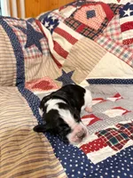Nathan, a male Basset Hound for sale in Sicily Island, LA – 1 of 7