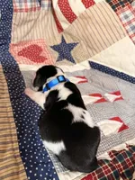 Earl Campbell, a male Basset Hound for sale in Sicily Island, LA – 2 of 6