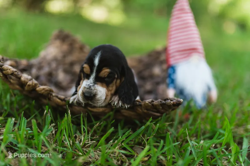 Savoie – Basset Hound puppy for sale in Sicily Island, LA