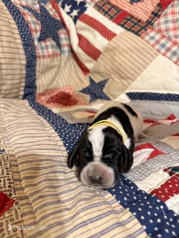 Manda – Basset Hound puppy for sale in Sicily Island, LA