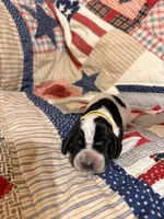 Manda, a female Basset Hound for sale in Sicily Island, LA – 1 of 6