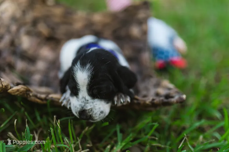 Vienna – Basset Hound puppy for sale in Sicily Island, LA