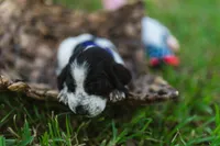 Vienna, a female Basset Hound for sale in Sicily Island, LA – 1 of 6