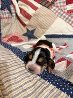 Savoie, a female Basset Hound for sale in Sicily Island, LA – 1 of 6