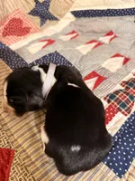 Jimmy Dean, a male Basset Hound for sale in Sicily Island, LA – 2 of 6