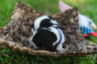 Vienna, a female Basset Hound for sale in Sicily Island, LA – 4 of 6