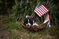 Richard, a male Basset Hound for sale in Sicily Island, LA – 3 of 10