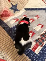 Connie (Conecuh), a female Basset Hound for sale in Sicily Island, LA – 2 of 6