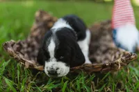 Nathan, a male Basset Hound for sale in Sicily Island, LA – 2 of 8