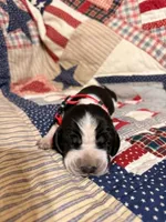 Connie (Conecuh), a female Basset Hound for sale in Sicily Island, LA – 1 of 6