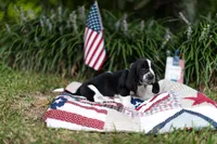 Richard, a male Basset Hound for sale in Sicily Island, LA – 1 of 10