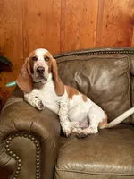 Nathan, a male Basset Hound for sale in Sicily Island, LA – 5 of 7