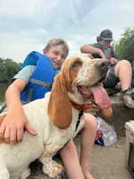 Vienna, a female Basset Hound for sale in Sicily Island, LA – 5 of 6