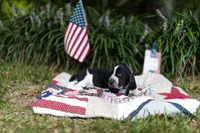 Connie (Conecuh), a female Basset Hound for sale in Sicily Island, LA – 2 of 8