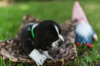 Richard, a male Basset Hound for sale in Sicily Island, LA – 4 of 10