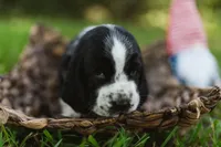 Nathan, a male Basset Hound for sale in Sicily Island, LA – 3 of 8