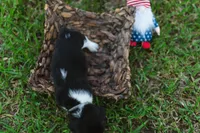 Jimmy Dean, a male Basset Hound for sale in Sicily Island, LA – 5 of 9