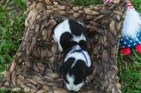 Vienna, a female Basset Hound for sale in Sicily Island, LA – 2 of 6