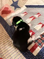 Richard, a male Basset Hound for sale in Sicily Island, LA – 2 of 6
