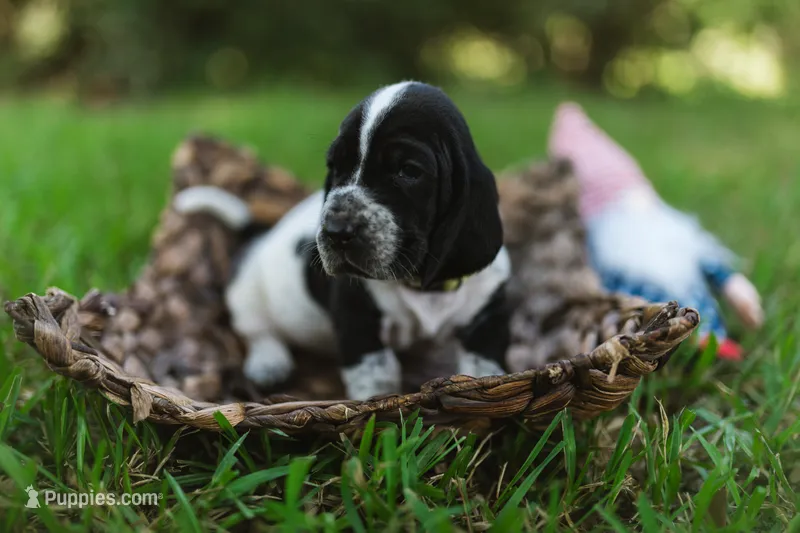 Manda – Basset Hound puppy for sale in Sicily Island, LA