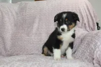 Posey, a female Australian Shepherd for sale in Dundee, OH – Photo 1 of 5