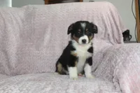 Posey, a female Australian Shepherd for sale in Dundee, OH – Photo 2 of 5