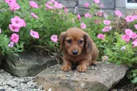Zane, a male Miniature Dachshund for sale in Dundee, OH – 1 of 7