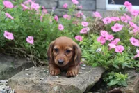 Zane, a male Miniature Dachshund for sale in Dundee, OH – 2 of 7