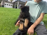 Dominic , a male German Shepherd Dog for sale in Dundee, OH – 1 of 5