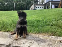 Dominic , a male German Shepherd Dog for sale in Dundee, OH – 4 of 5