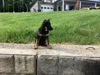 Dixie, a female German Shepherd Dog for sale in Dundee, OH – 3 of 5