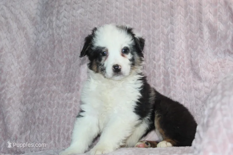 Paxton – Australian Shepherd puppy for sale in Dundee, OH