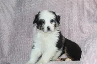 Paxton, a male Australian Shepherd for sale in Dundee, OH – Photo 1 of 5