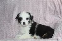 Paxton, a male Australian Shepherd for sale in Dundee, OH – Photo 2 of 5