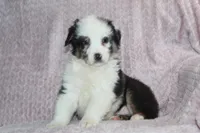 Paxton, a male Australian Shepherd for sale in Dundee, OH – Photo 3 of 5