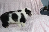 Paxton, a male Australian Shepherd for sale in Dundee, OH – Photo 4 of 5