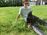 Dylan , a male German Shepherd Dog for sale in Dundee, OH – 3 of 3