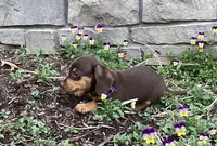 Dash , a male Miniature Dachshund for sale in Dundee, OH – Photo 3 of 7