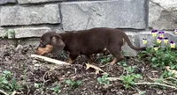 Dash , a male Miniature Dachshund for sale in Dundee, OH – Photo 2 of 7