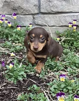 Dash , a male Miniature Dachshund for sale in Dundee, OH – Photo 7 of 7