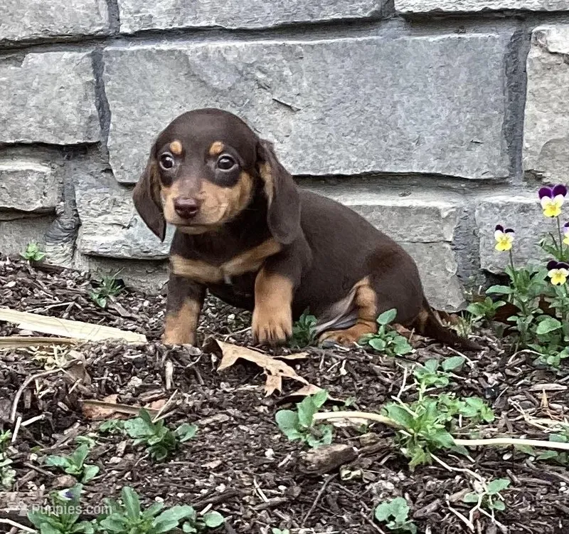 Dash  – Miniature Dachshund puppy for sale in Dundee, OH