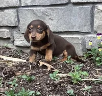 Dash , a male Miniature Dachshund for sale in Dundee, OH – Photo 1 of 7