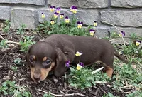 Dash , a male Miniature Dachshund for sale in Dundee, OH – Photo 5 of 7