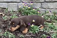 Dash , a male Miniature Dachshund for sale in Dundee, OH – Photo 4 of 7