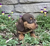 Dash , a male Miniature Dachshund for sale in Dundee, OH – Photo 6 of 7
