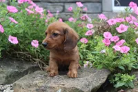 Zane, a male Miniature Dachshund for sale in Dundee, OH – 6 of 7