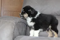 Tucker, a male Australian Shepherd for sale in Dundee, OH – Photo 2 of 8